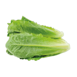 Lettuce 1Pc
