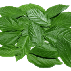 Mouloukhieh Leaves 1Kg