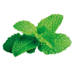 Mint Leaves 1Bunch
