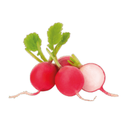 Radish 1Bunch